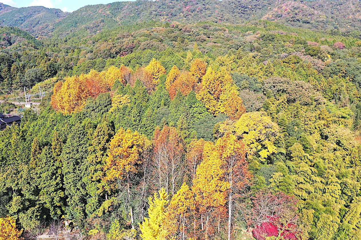 秋の風景_中島