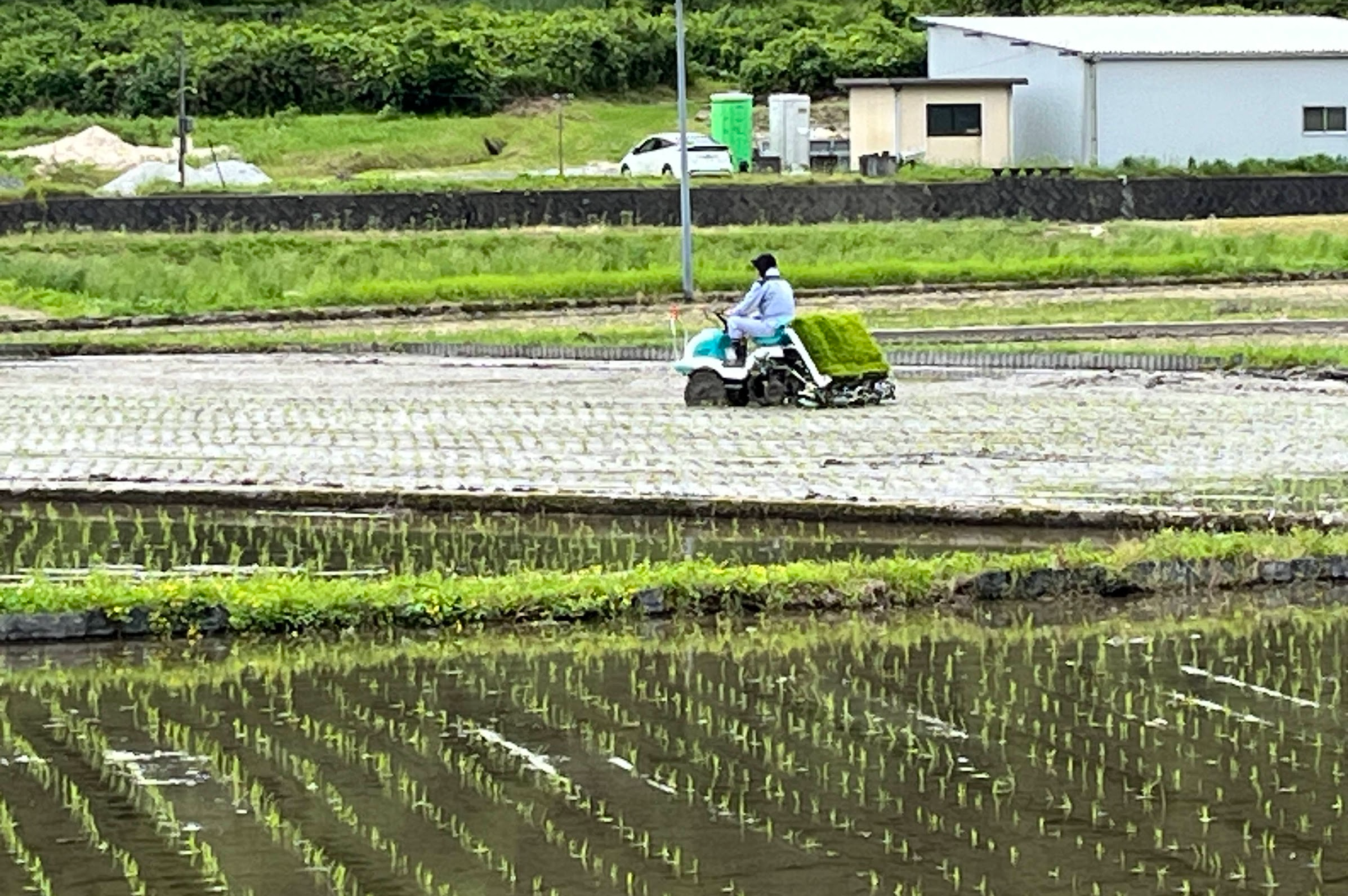 田植え_西崎