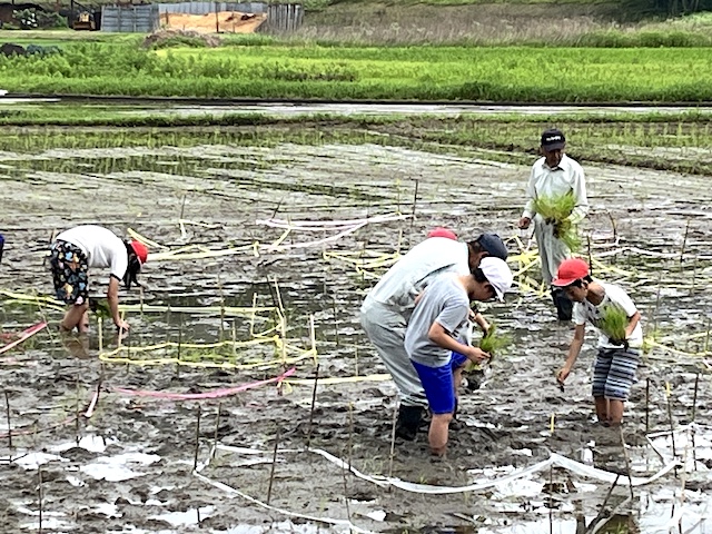 田んぼアートの写真2