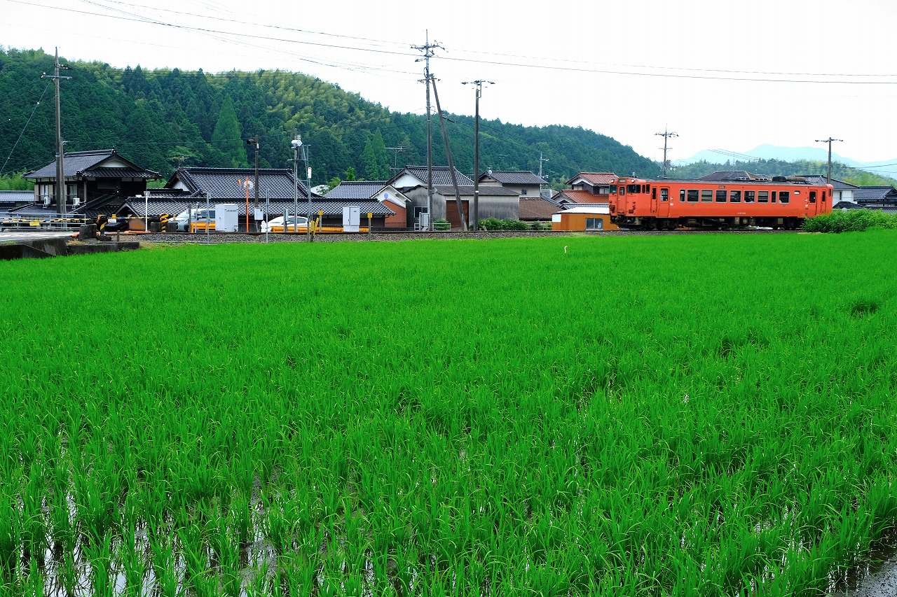 前島_田んぼ風景