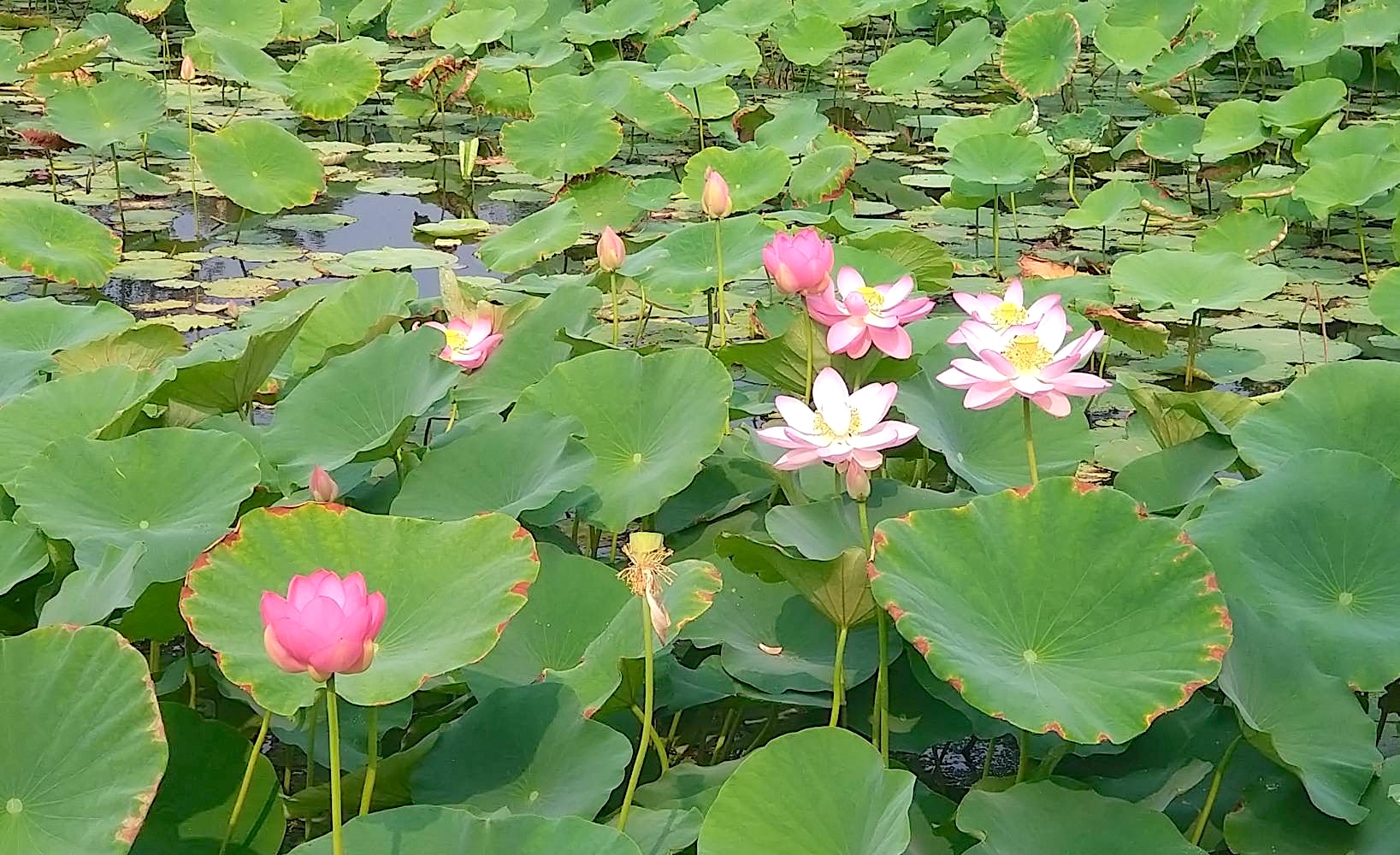 蓮_中島
