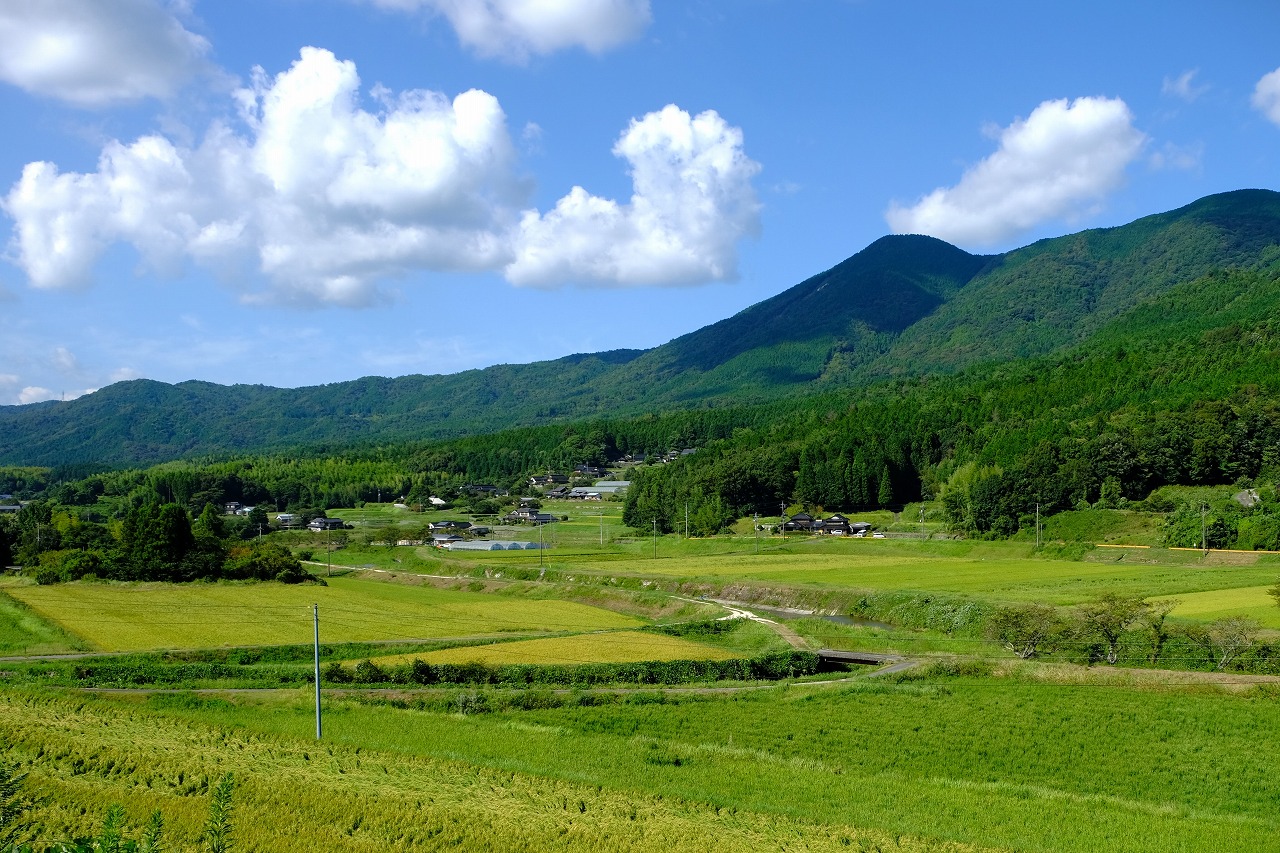 前島_田んぼ風景