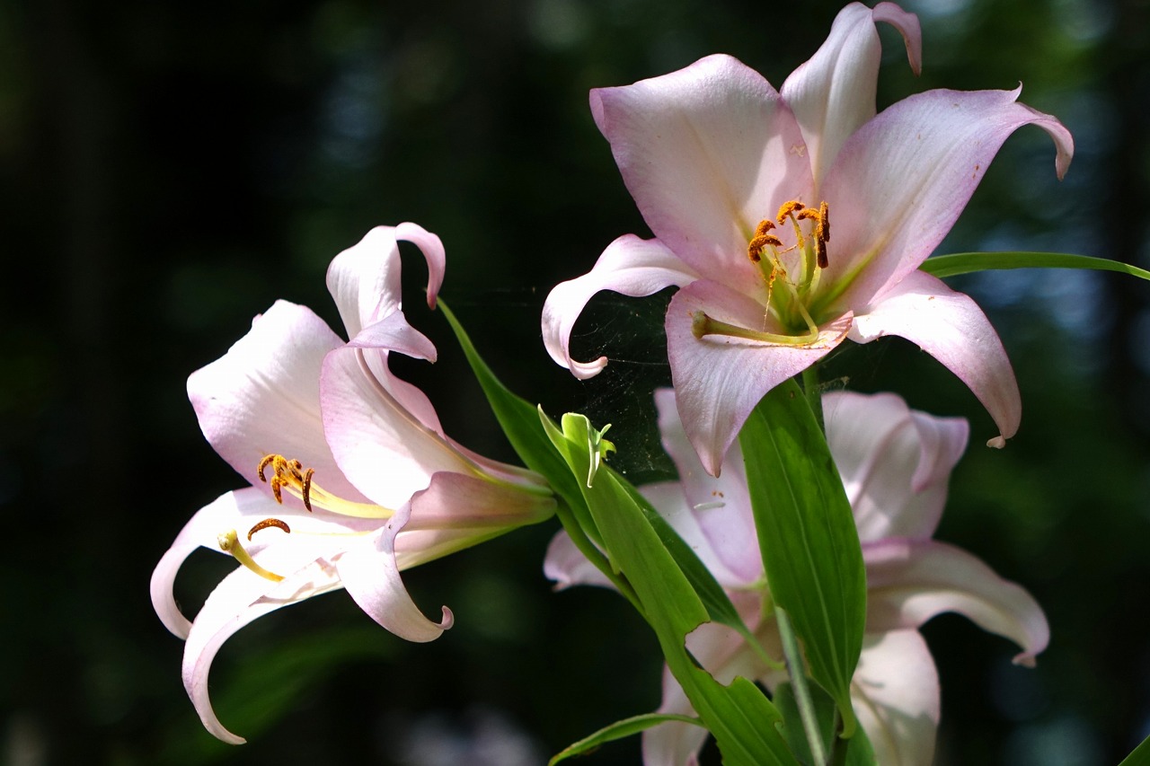 前島＿ささゆり