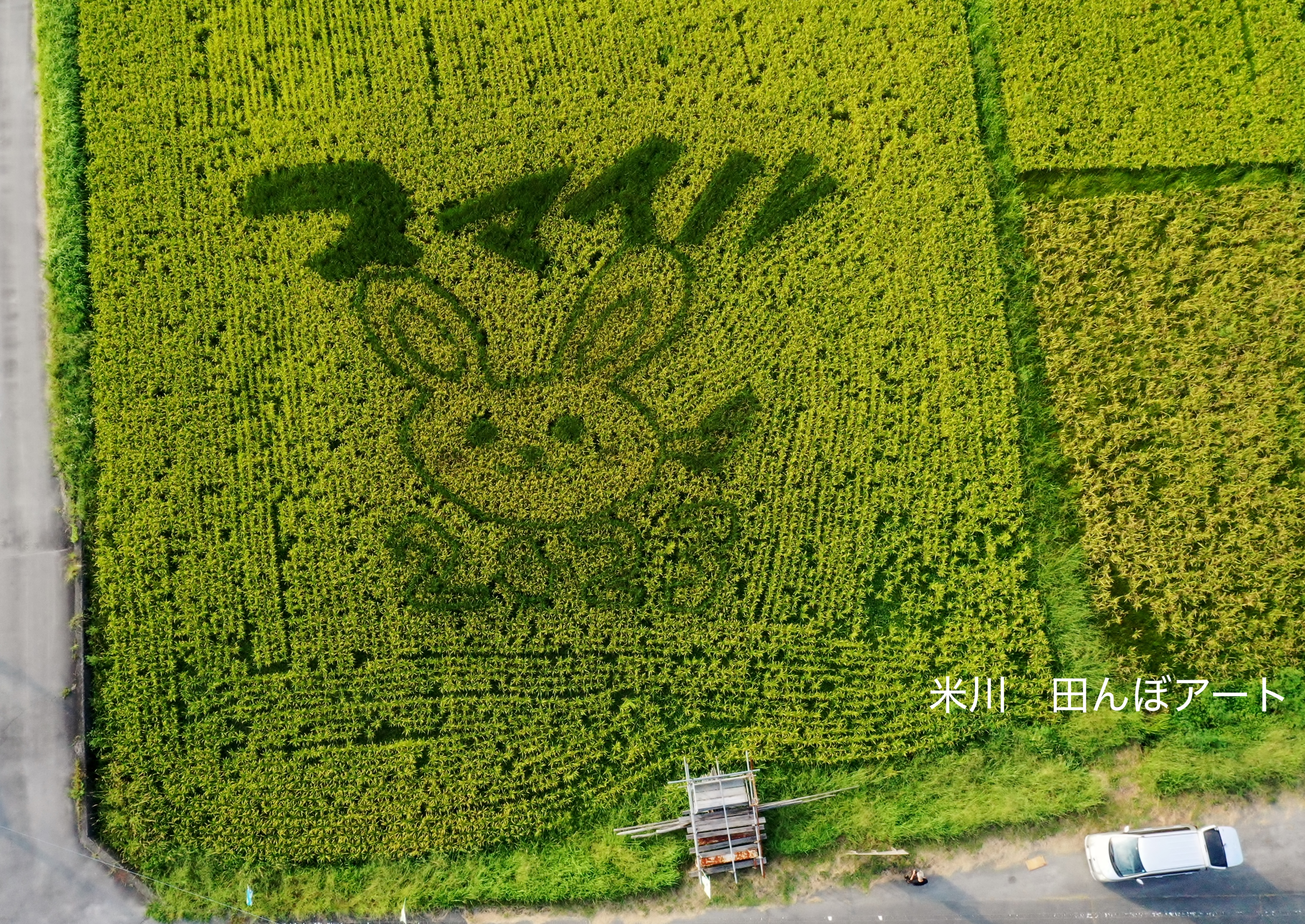 中島_田んぼアート