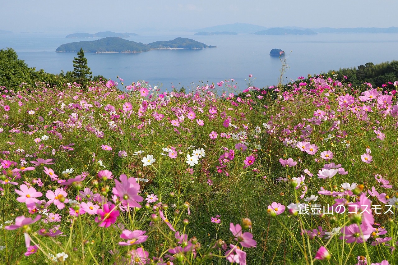 銭壺山のコスモス