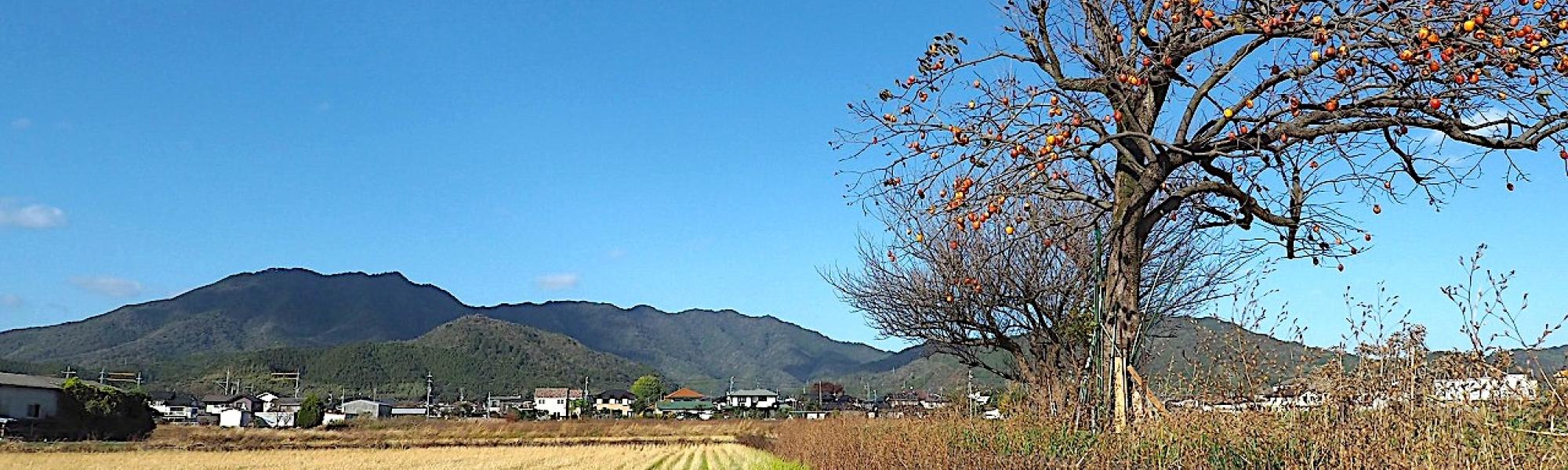 久門給柿の木_前島