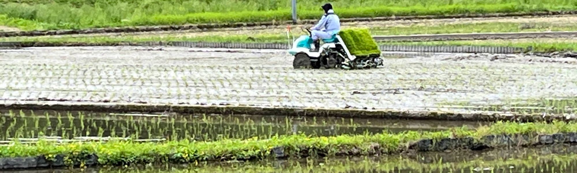 田植え_西崎