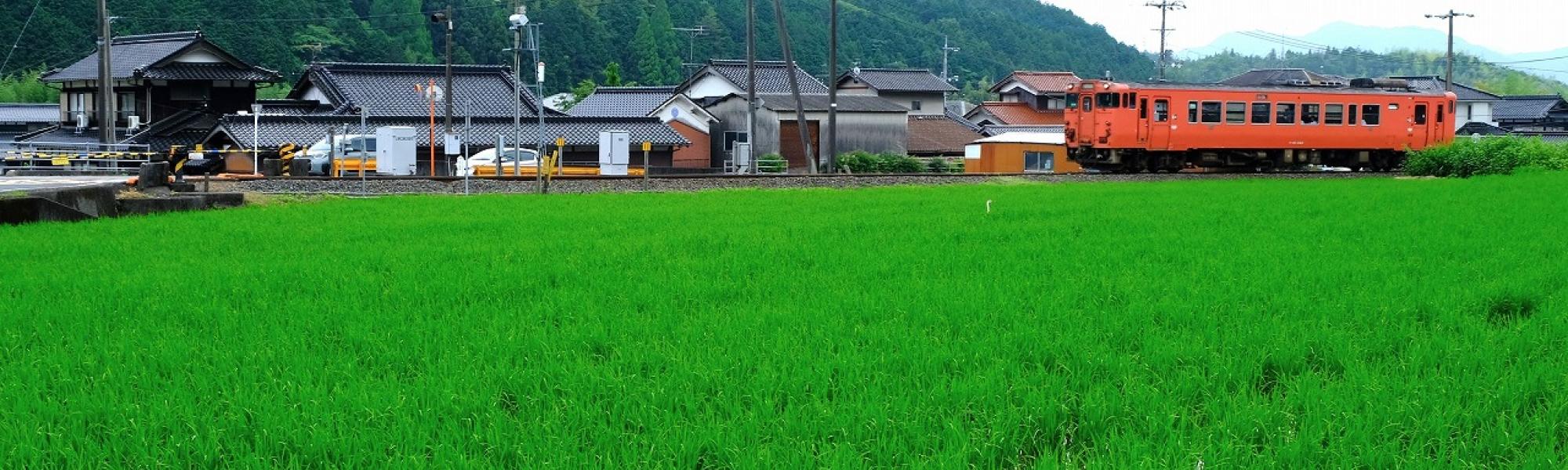 前島_田んぼ風景