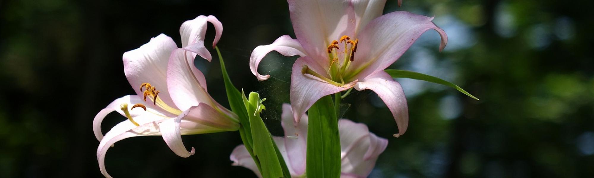 前島＿ささゆり