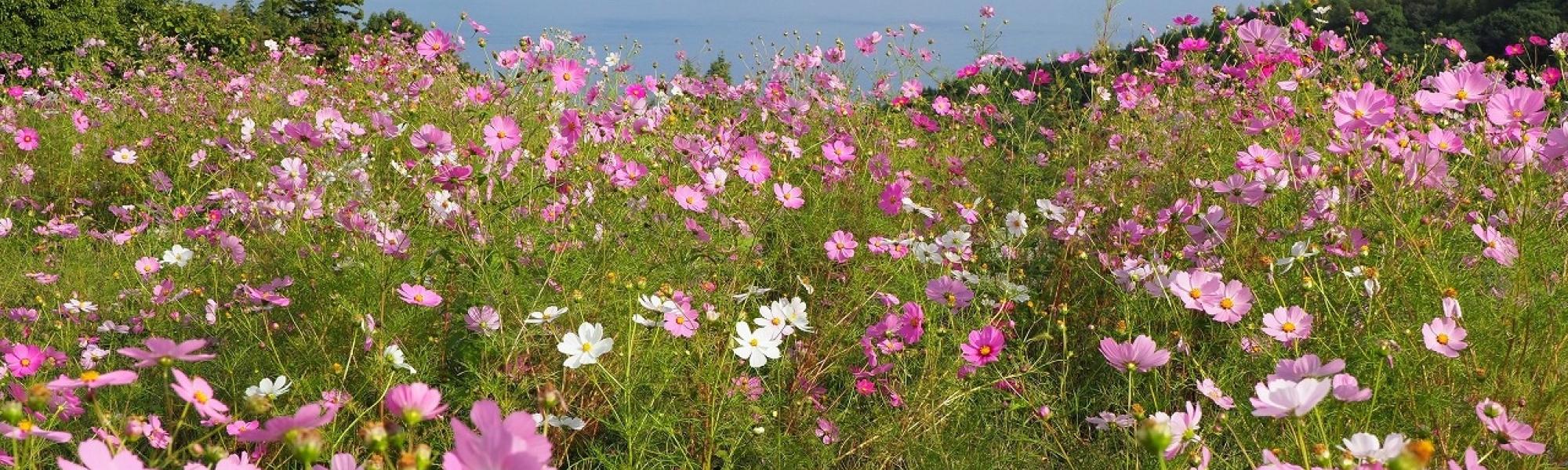 前島_銭壺山のコスモス